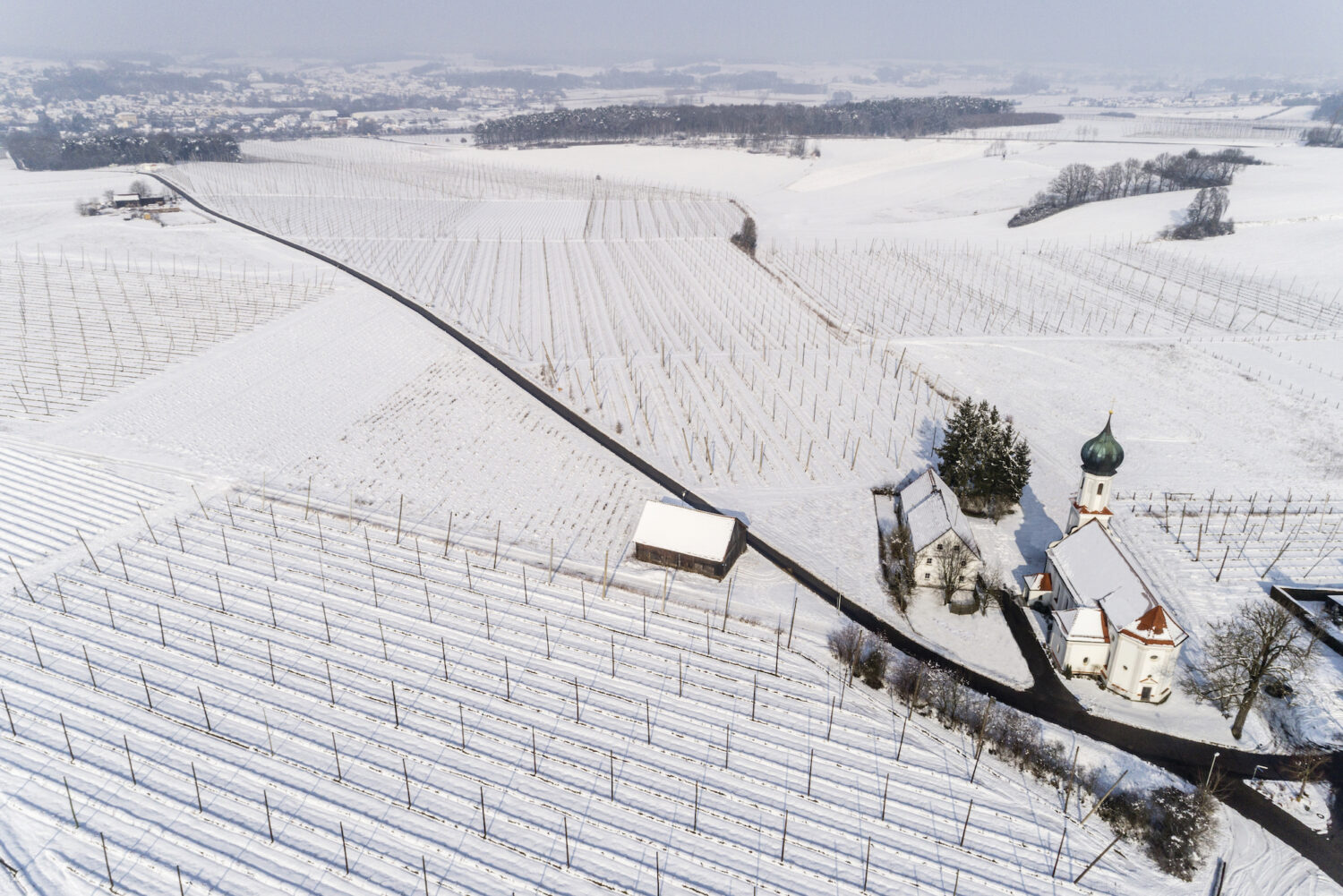 Hopfen im Winter in Pfaffenhofen