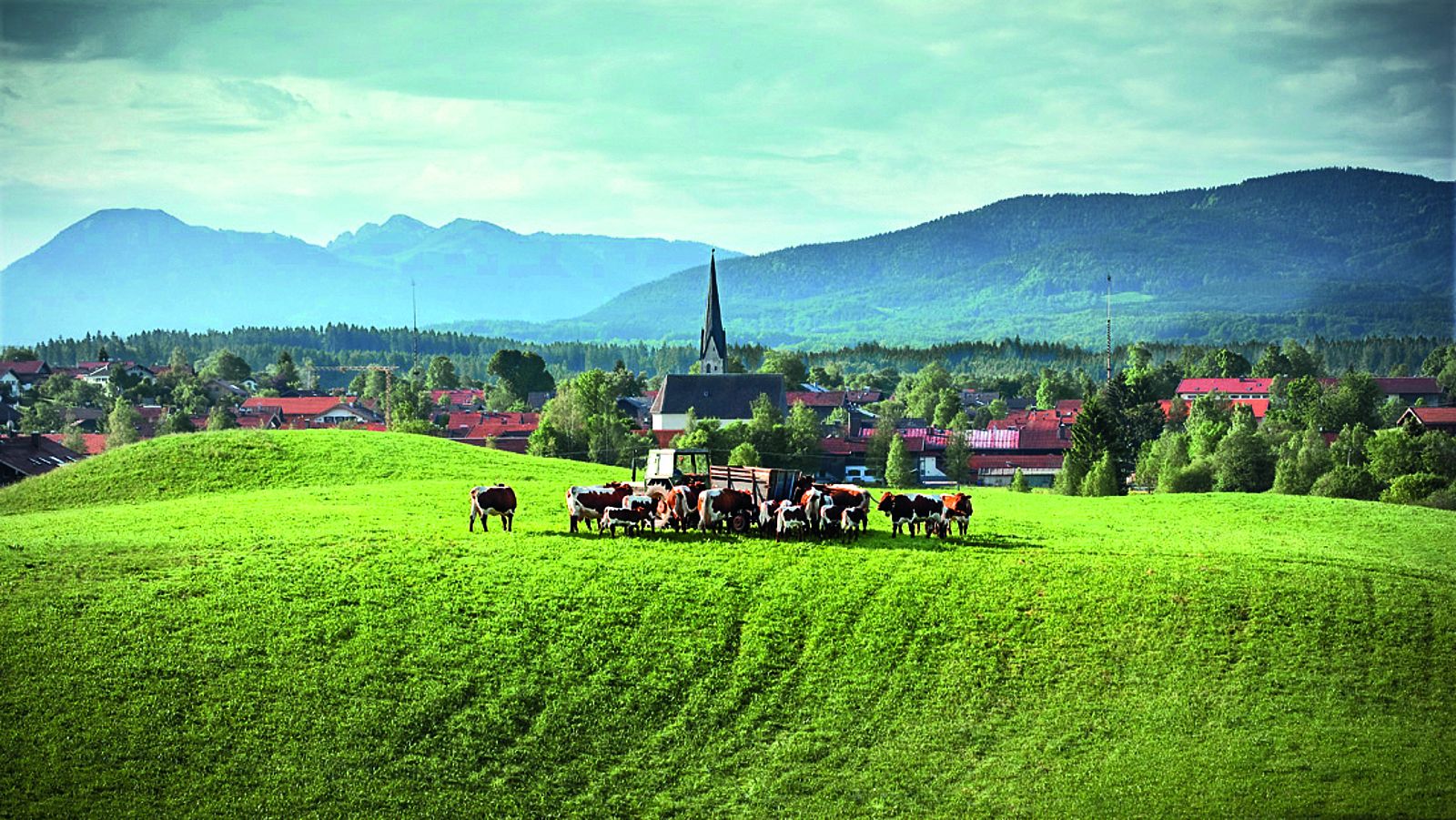 Panoramaaussicht Kuhweide Oberbayern