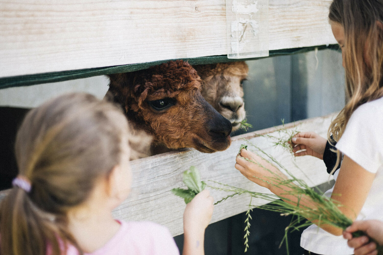 Image for Hiking with alpacas in Upper Bavaria