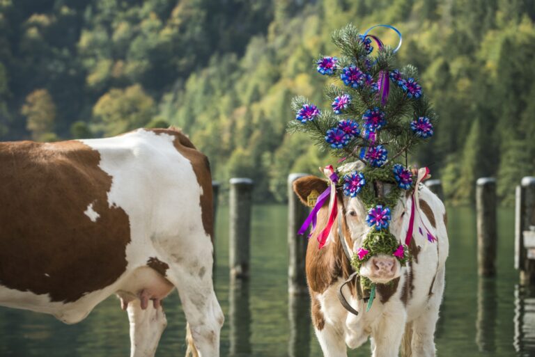 Bild zu Der Almabtrieb in den Alpenregionen