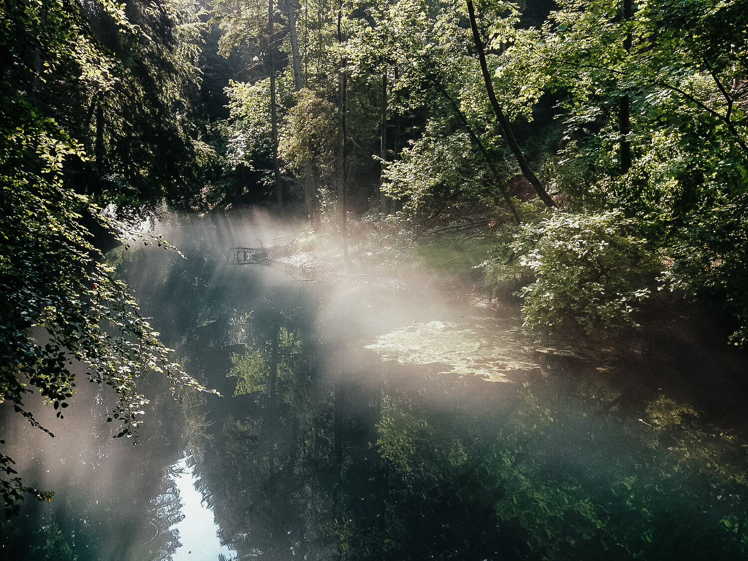 Natur pur in der Pössinger Au