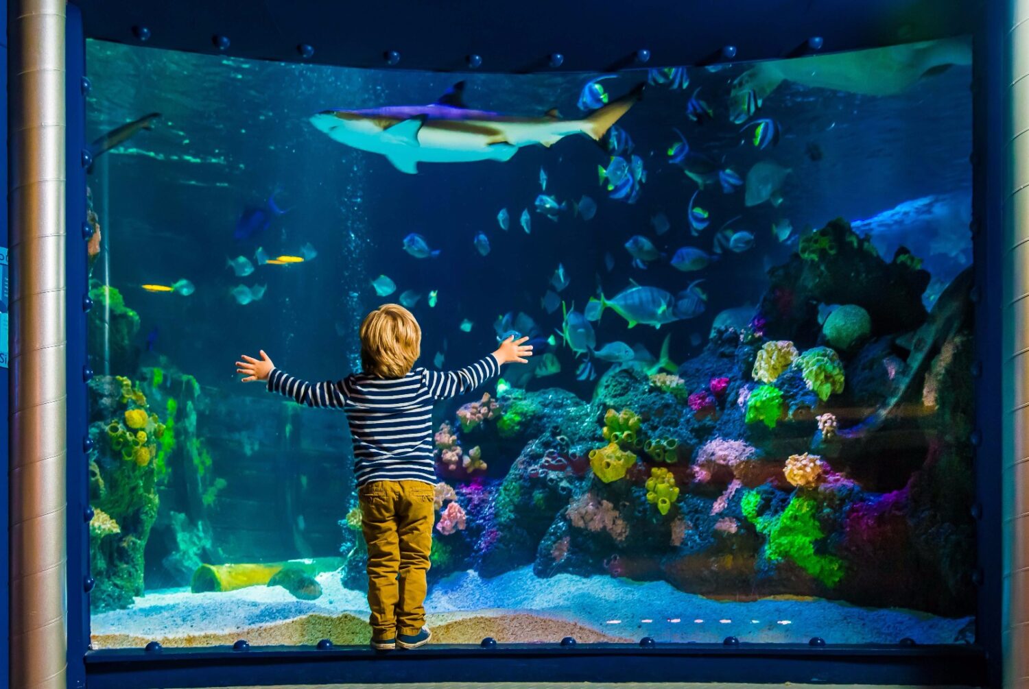 Unter dem Meer: Abtauchen im SeaLife München.