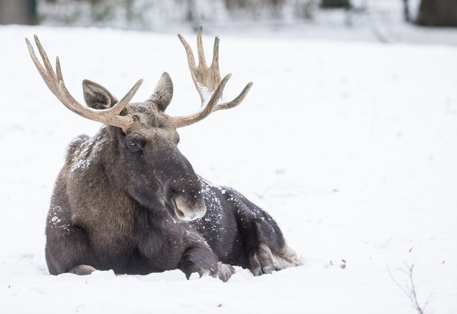 Ausflugstipp: Der beliebte Tierpark Hellabrunn ist in den Wintermonaten weniger überlaufen.