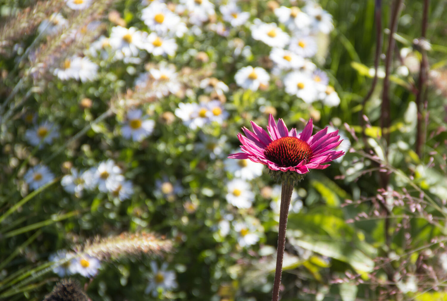 Bild zu Landesgartenschau Kirchheim 2024