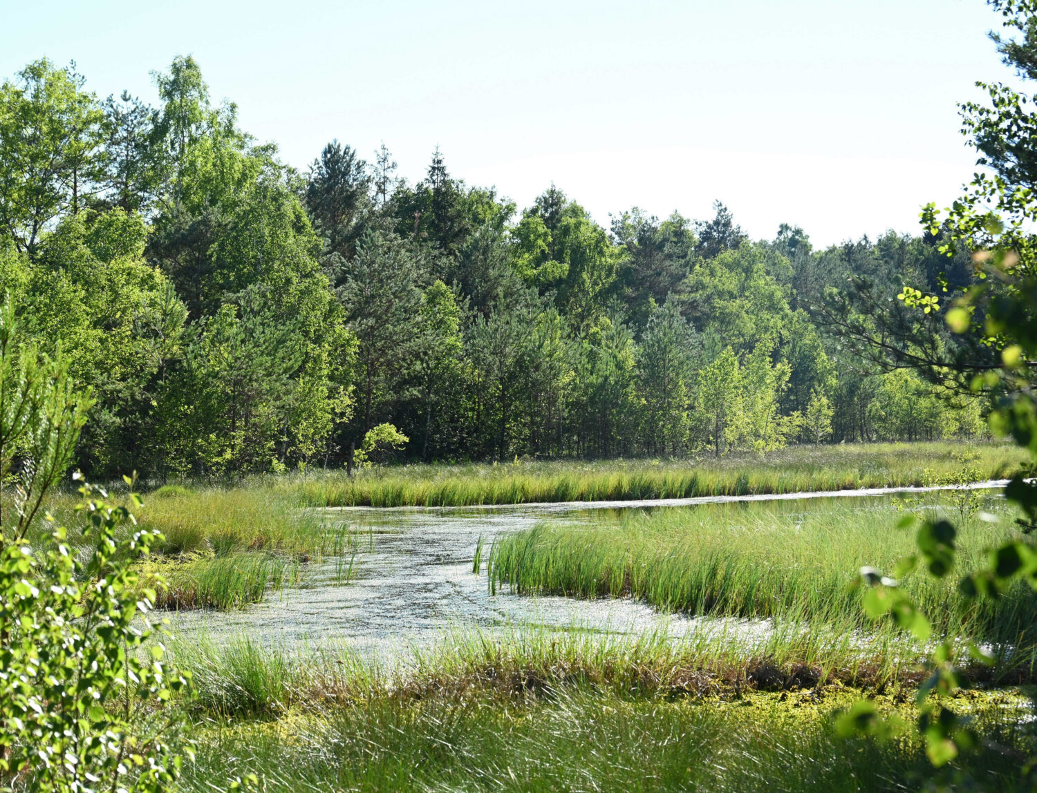 Naturparadies Haspelmoor