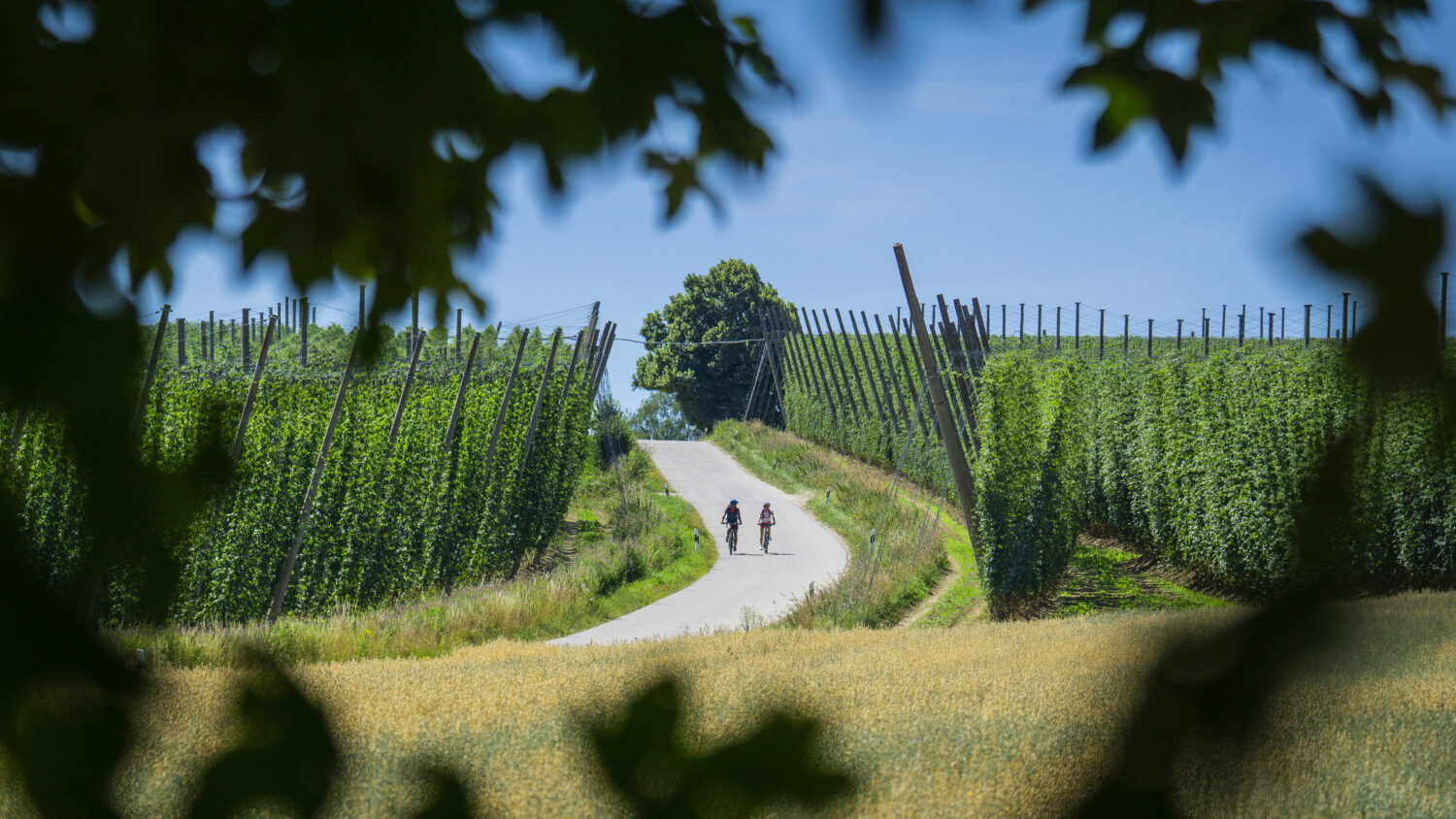 Hopfengärten bei Osterwaal-Au