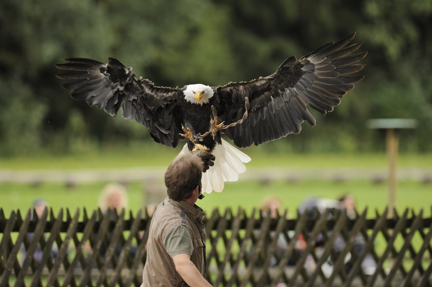 Ein Highlight: Die Greifvogelshow im Wildpark Poing.