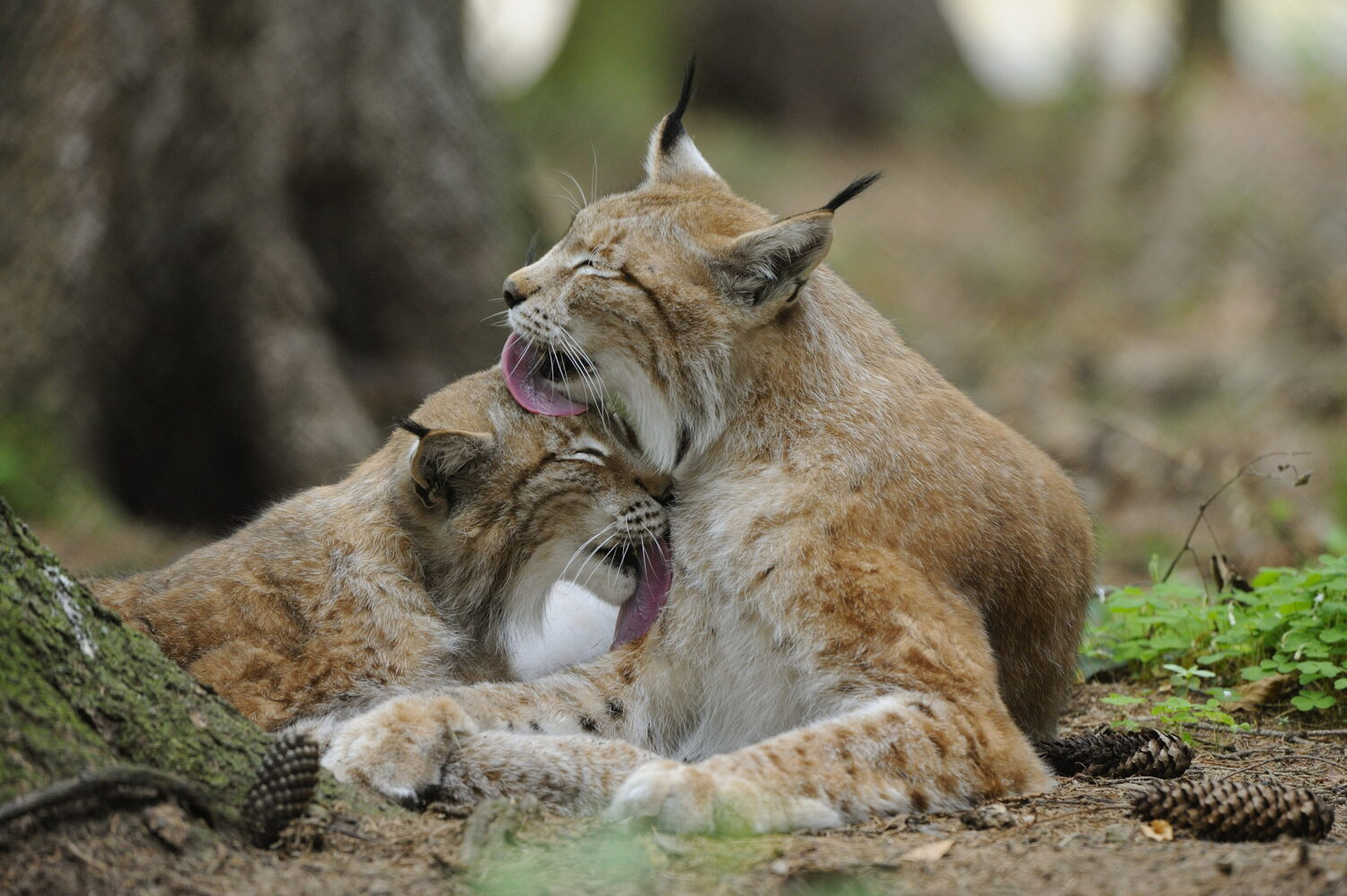 Heimische Tierwelt hautnah: Luchse im Wildpark.