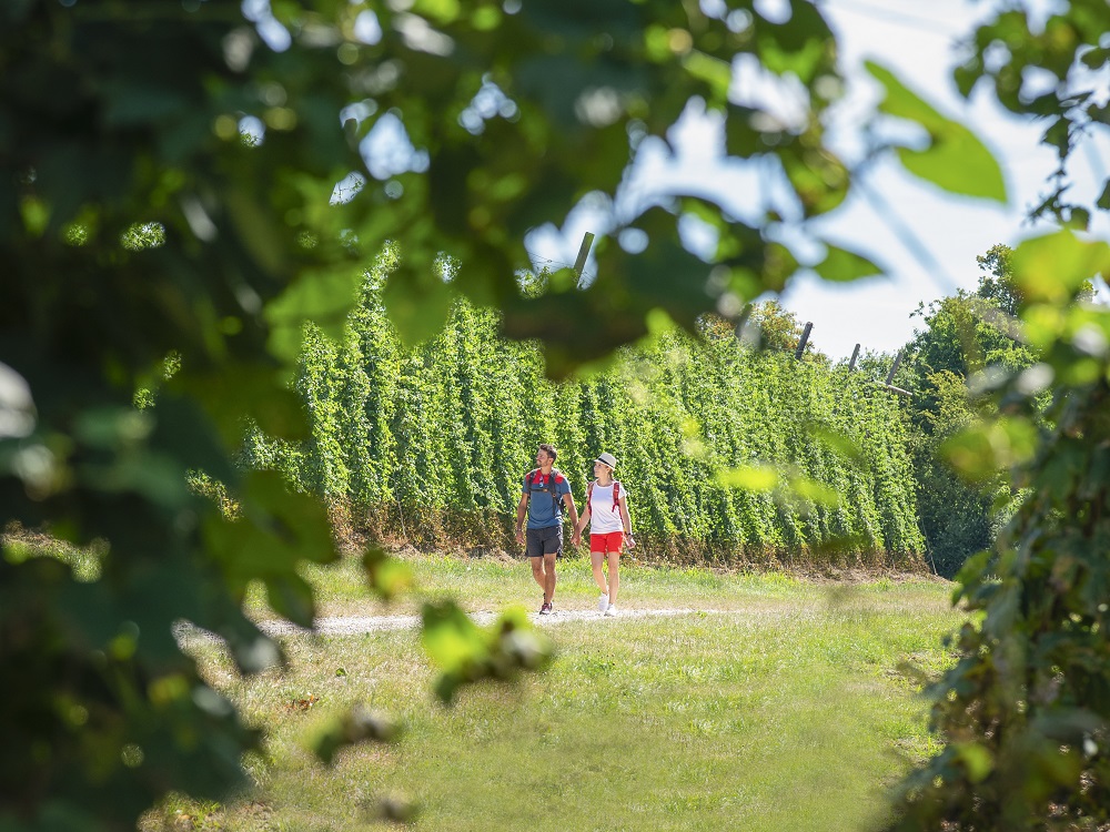 Wandern entlang der Hopfengärten in der Hallertau